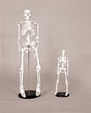 Skeleton & Skull Models